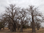 Baobabs
Baobabs