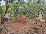 Termitero en el sendero a Dindefelo