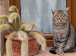 Gato - Sovana