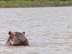 Hipopótamo en el Lago Chamo