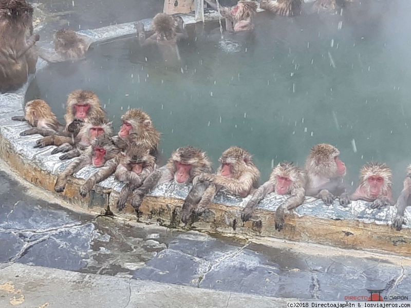 Foro de Onsen en Japón y Corea: Macacos japoneses en un onsen