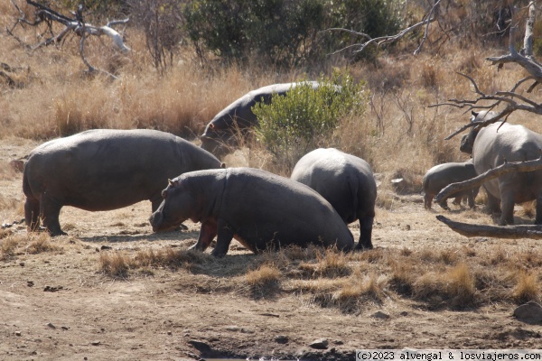 Hipopótamos en Pilanesberg
Hipopótamos en Pilanesberg
