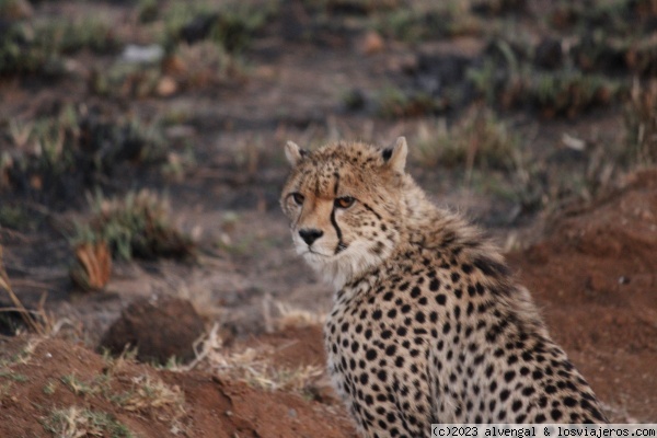 14 y 15 de Agosto. 2º día en Pilanesberg y vuelo a Ciudad del Cabo. - Namibia, Cataratas Victoria (Zimbabue) y Sudáfrica (5)