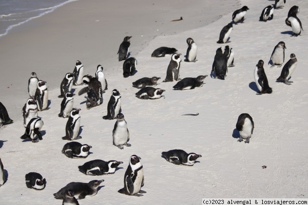 Pingüinos en Boulder's beach
Pingüinos en Boulder's beach
