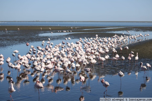 Flamencos en Walvis Bay
Flamencos en Walvis Bay
