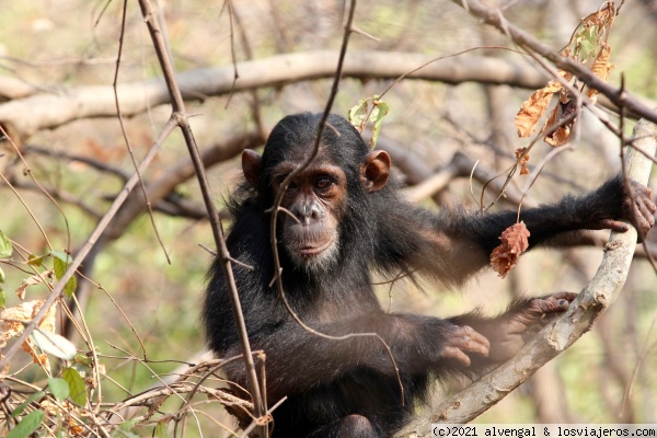 Tanzania - Gombe NP, Mafia y safaris del norte - Blogs de Tanzania - 4 de Octubre. Gombe NP (4)