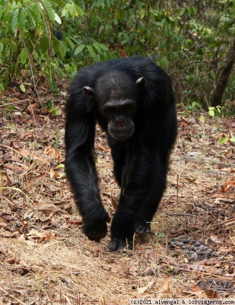 Tanzania - Gombe NP, Mafia y safaris del norte - Blogs de Tanzania - 4 de Octubre. Gombe NP (2)