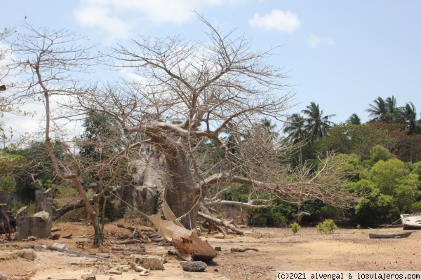 Baobab en Chole island
Baobab enorme partido durante una tormenta en Chole
