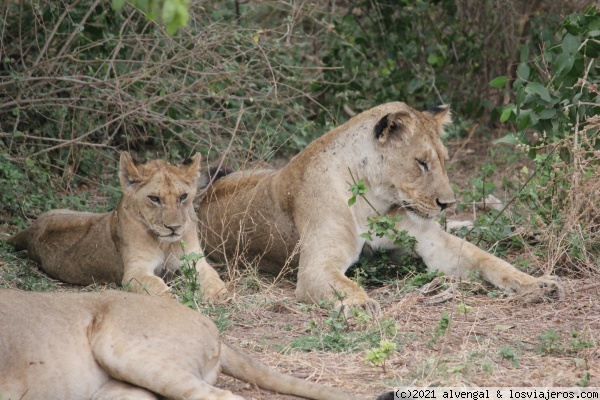 13 de Octubre. Lago Manyara - Tanzania - Gombe NP, Mafia y safaris del norte (3)