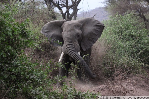 Elefante en Manyara
Elefante en Manyara
