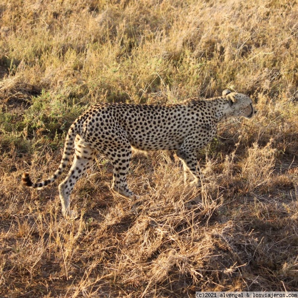 15 de Octubre. Serengeti y noche en Ngorongoro - Tanzania - Gombe NP, Mafia y safaris del norte (2)