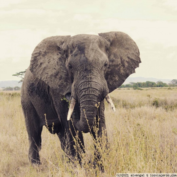 Elefante en Serengeti
Elefante en Serengeti
