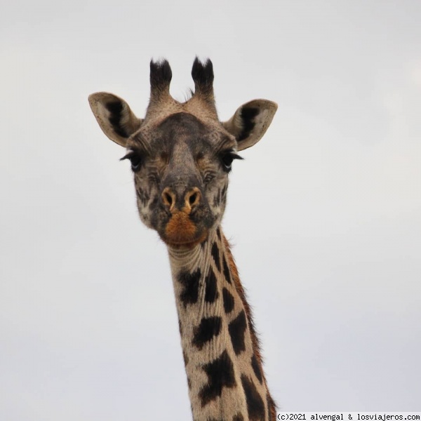 Jirafa en Serengeti
Jirafa en Serengeti
