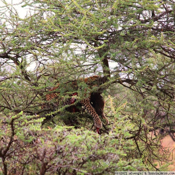 Leopardo en Serengeti
Leopardo en Serengeti
