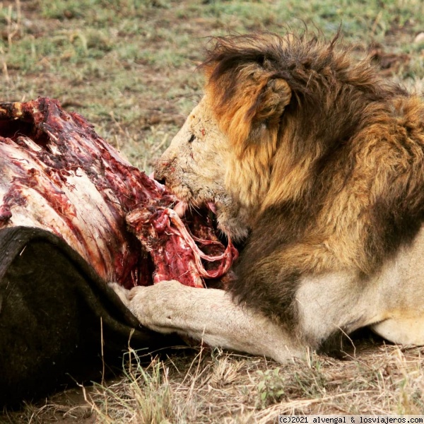 León comiendo en Serengeti
León comiendo en Serengeti
