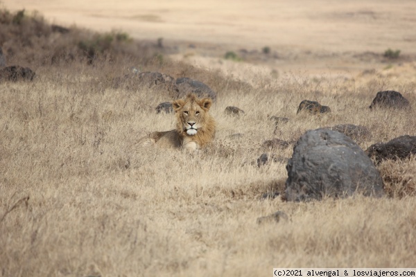 16 de Octubre. Ngorongoro y aldea masai - Tanzania - Gombe NP, Mafia y safaris del norte (4)