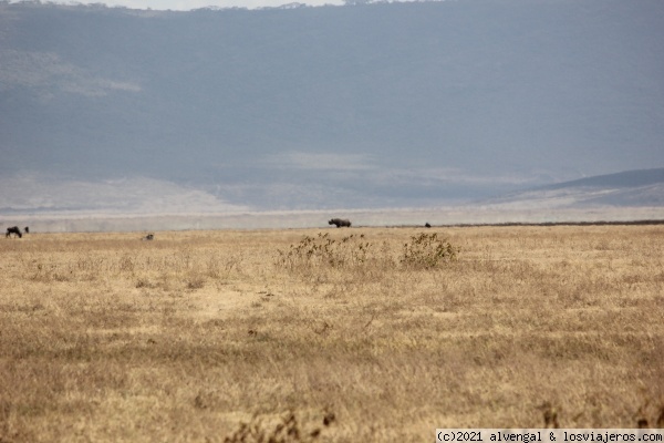 Rinoceronte en Ngorongoro
Rinoceronte en Ngorongoro
