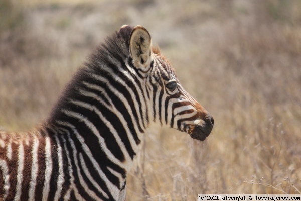 Zebra en Ngorongoro
Zebra en Ngorongoro
