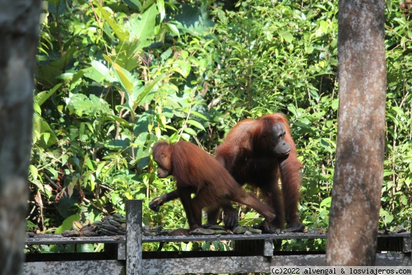 Indonesia - Borneo, Papúa y Java central - Blogs de Indonesia - 25 de julio. Borneo. Primer día de Klotok (4)