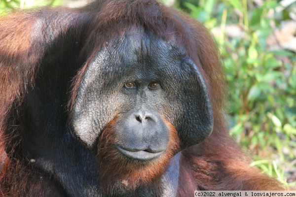 Orangután
Orangután
