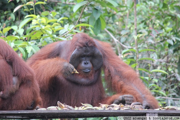 26 de julio. Segundo día de Klotok en Tanjung Puting - Indonesia - Borneo, Papúa y Java central (6)