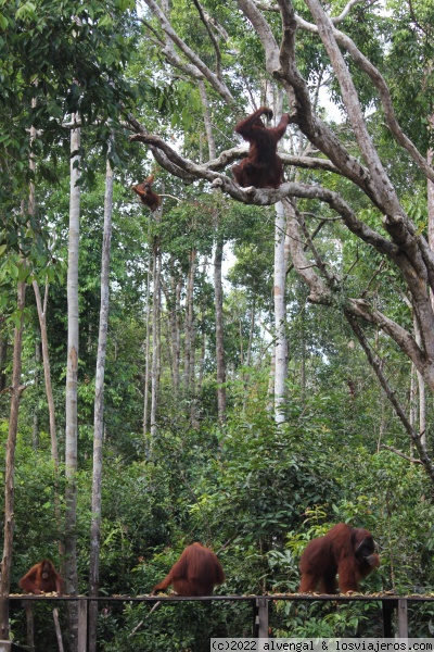 Orangutanes estación de alimentación 3
Orangutanes estación de alimentación 3
