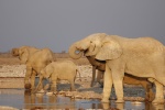 Elefantes en Etosha
Elefantes, Etosha