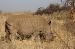 Rhino tracking en Otjiwa