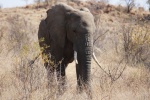 Elefante en Pilanesberg