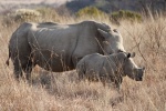 Rinocerontes en Pilanesberg