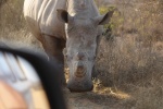 Rinoceronte en Pilanesberg