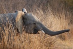 Elefante en Pilanesberg