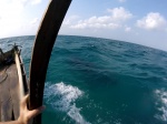 Tiburín ballena desde arriba
Tiburín, Sombra, ballena, desde, arriba, tiburón