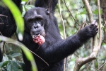 Chimpancé 8
Chimpancé, comiendo, otro, mono