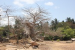 Baobab en Chole island
Baobab, Chole, island, enorme, partido, durante, tormenta