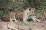 Leones en Manyara