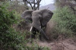 Elefante en Manyara