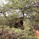 Leopardo en Serengeti