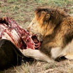 León comiendo en Serengeti