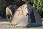 Elefante en Simba Campsite