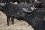 Búfalo en Ngorongoro