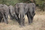 Elefantes en Ngorongoro
