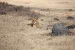 León en Ngorongoro