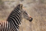 Zebra en Ngorongoro