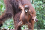 Orangután pequeño en la estación de comida 2
