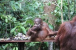 Orangután en la estación de comida 2
Orangután, estación, comida