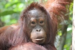 Orangután posando