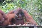 Orangután alfa
