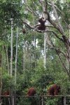 Orangutanes estación de alimentación 3