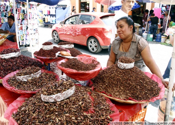 CHAPULINES de Oaxaca
Los chapulines son saltamontes o langostas, fritas y condimentadas con chile, un plato típico de la región.
